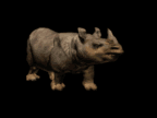 Gif animé rhinocéros marche